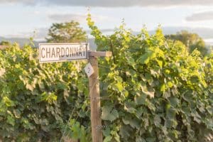 vin de bretagne chardonnay - vignoble breton