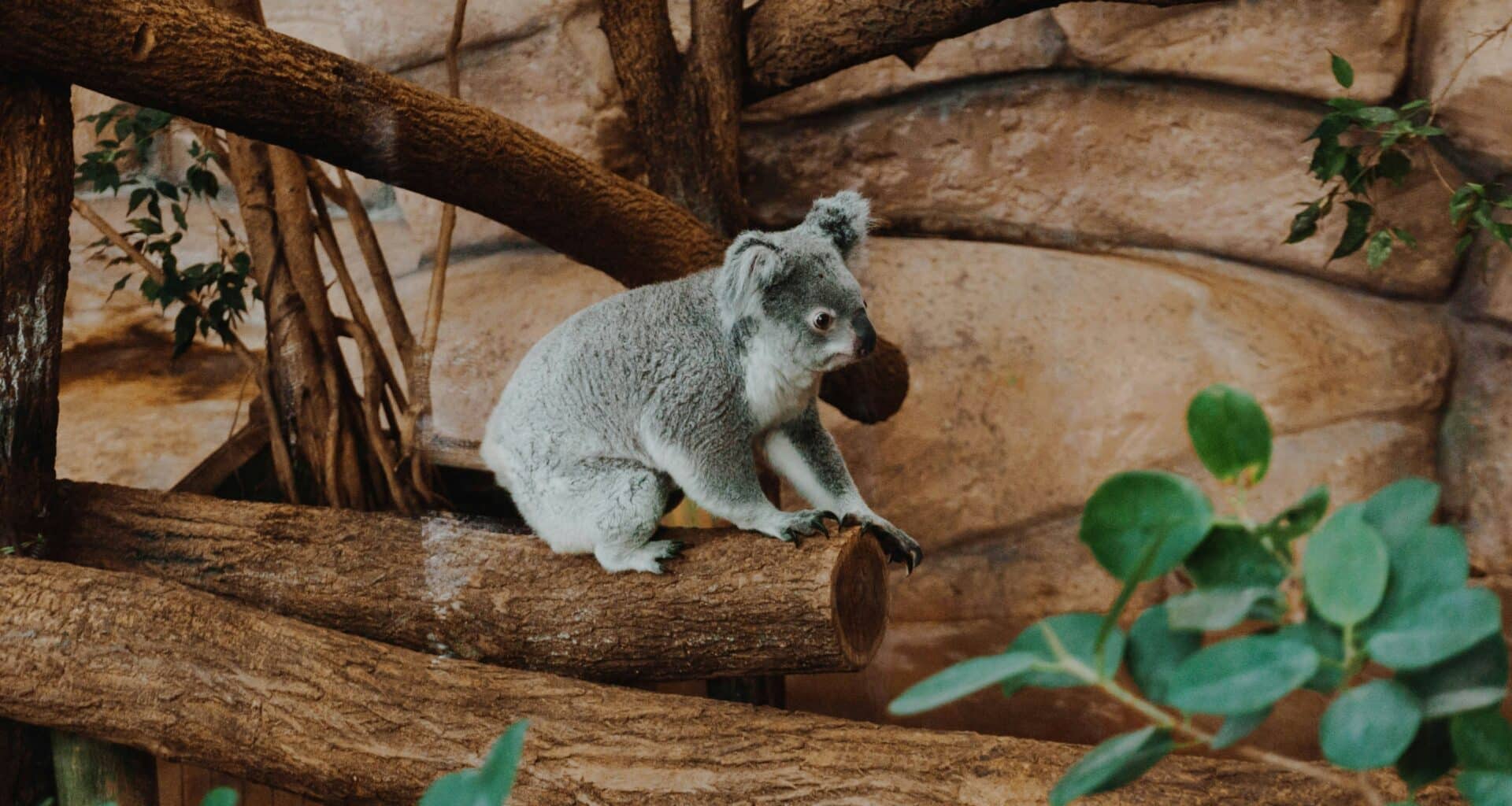 Koala au zoo de Beauval